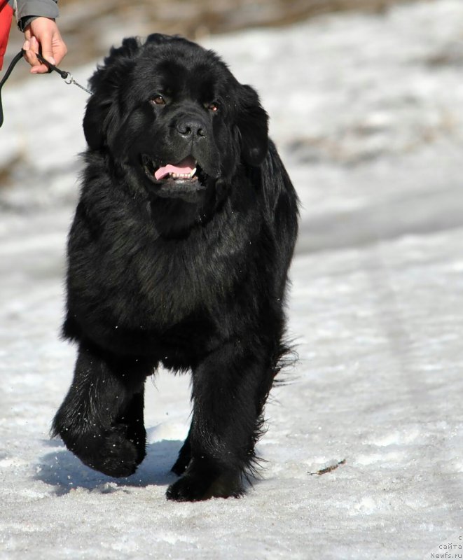 Фото: ньюфаундленд Chernyj Chank s Berega Dona (Черный Чанк с Берега Дона)