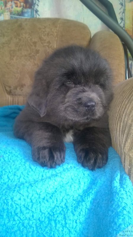 Фото: ньюфаундленд Bruno Serebristyiy Blesk (Бруно Серебристый Блеск)