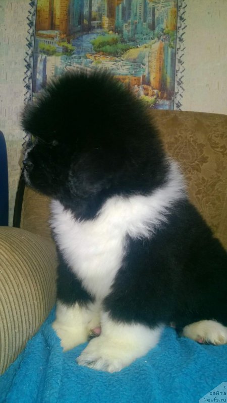 Фото: ньюфаундленд Byen Bol'shaya Udacha (Бэн Большая Удача)