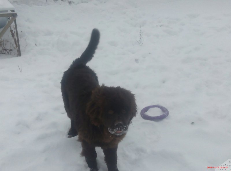 Фотография № 216727