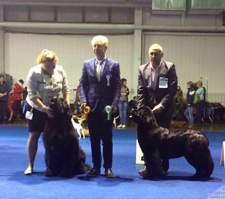 Фото: ньюфаундленд Chudo Choice Zvezdnyj Dar s Berega Dona (Чудо Чойс Звездного Дара с Берега Дона)