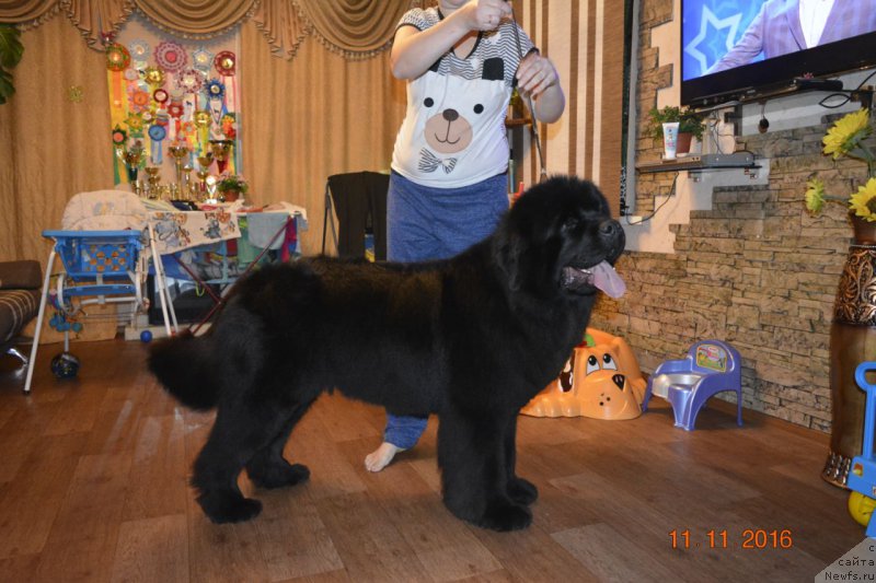 Фото: ньюфаундленд Malinoviy Tsvetok Mayolika (Малиновый Цветок Майолика)