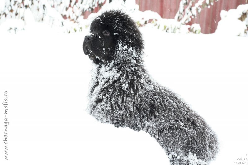 Фотография № 216738