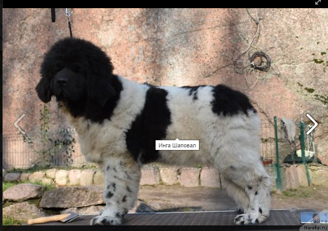 Фото: ньюфаундленд Plyushevaya Panda Infloreskense Kallistoss (Плюшевая Панда Инфлорескенсе Каллистосс)