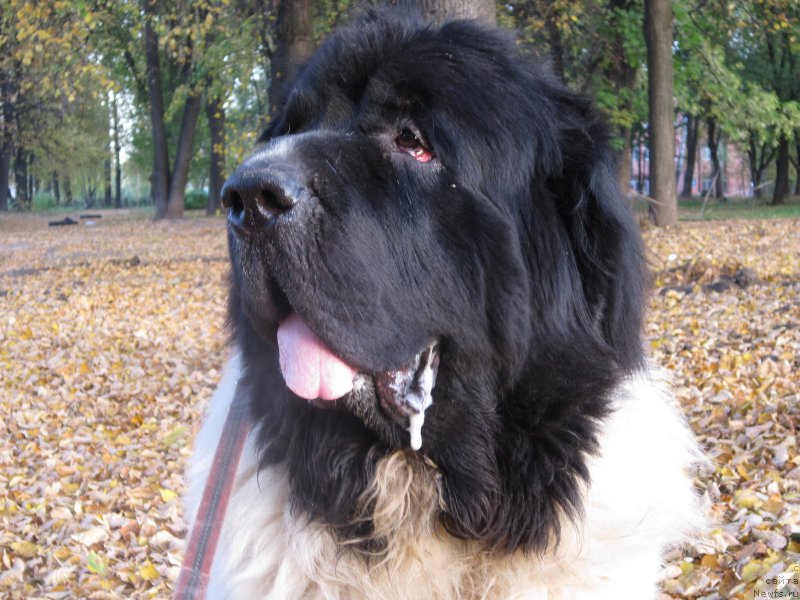 Фотография № 216740