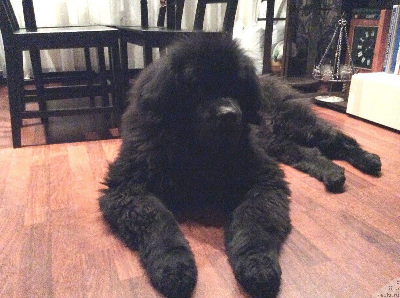 Фото: ньюфаундленд YUtub For YU (Ютуб Фор Ю)