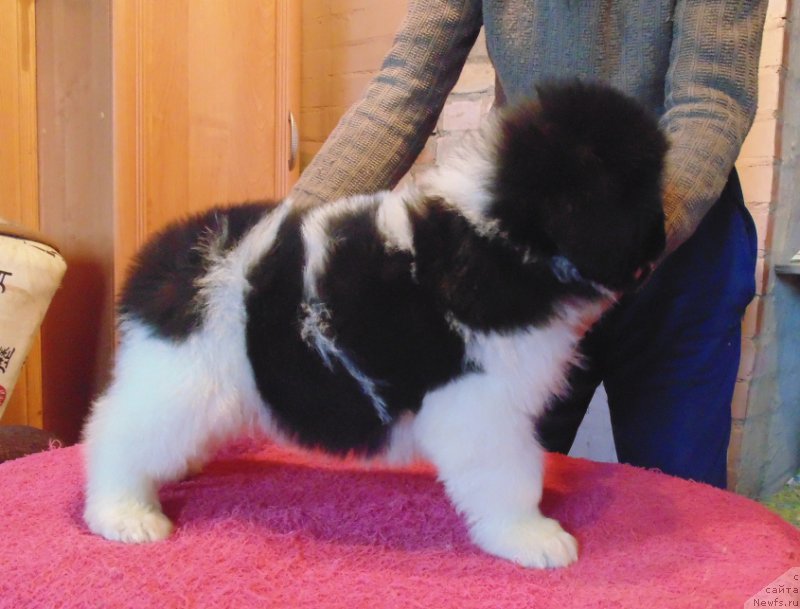 Фото: ньюфаундленд Vodoley ot Karel'skih Medvedey (Водолей от Карельских Медведей)