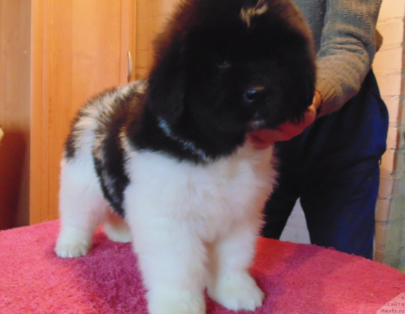 Фото: ньюфаундленд Vodoley ot Karel'skih Medvedey (Водолей от Карельских Медведей)