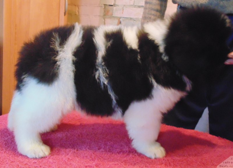 Фото: ньюфаундленд Vodoley ot Karel'skih Medvedey (Водолей от Карельских Медведей)