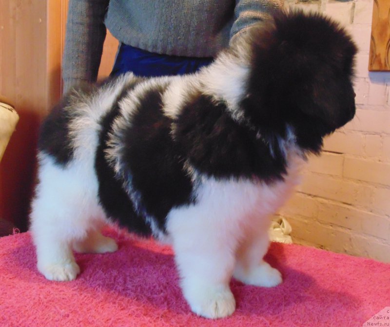 Фото: ньюфаундленд Vodoley ot Karel'skih Medvedey (Водолей от Карельских Медведей)