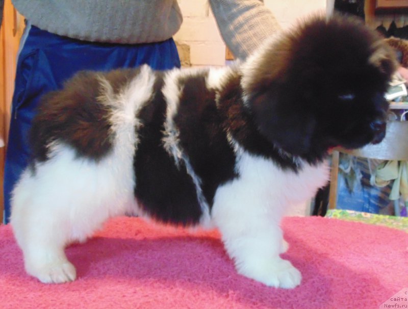 Фото: ньюфаундленд Vodoley ot Karel'skih Medvedey (Водолей от Карельских Медведей)