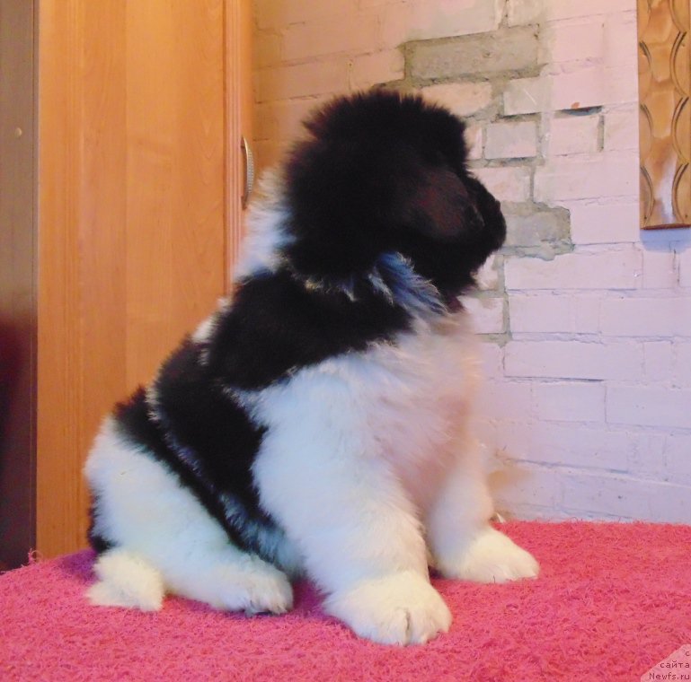 Фото: ньюфаундленд Vodoley ot Karel'skih Medvedey (Водолей от Карельских Медведей)