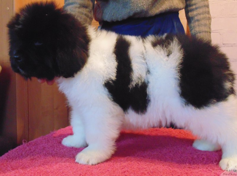 Фото: ньюфаундленд Vodoley ot Karel'skih Medvedey (Водолей от Карельских Медведей)