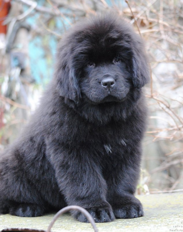 Фото: ньюфаундленд Moya Stihiya Niki De Sen Fal' (Моя Стихия Ники Де Сен Фаль)