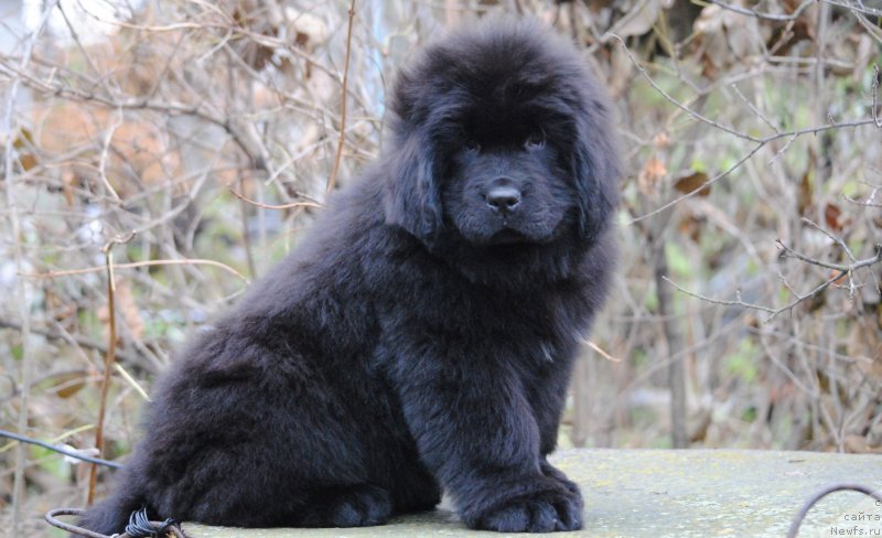 Фото: ньюфаундленд Moya Stihiya Niki De Sen Fal' (Моя Стихия Ники Де Сен Фаль)