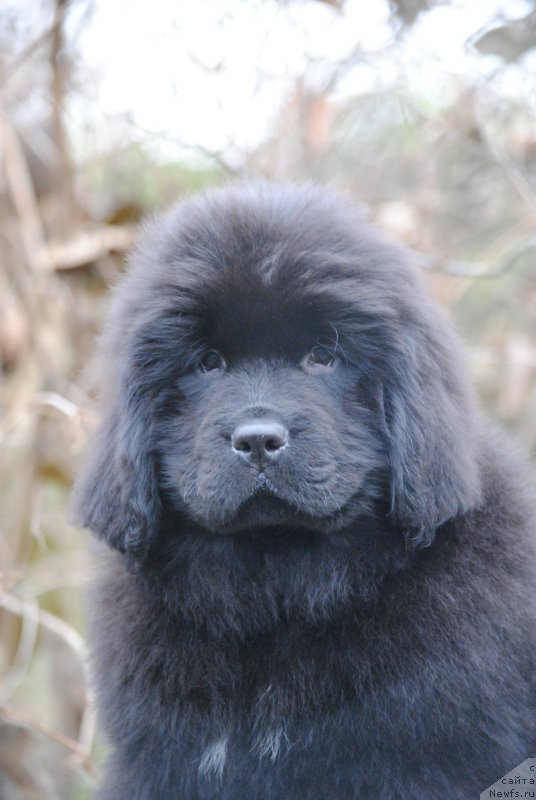 Фото: ньюфаундленд Moya Stihiya Niki De Sen Fal' (Моя Стихия Ники Де Сен Фаль)