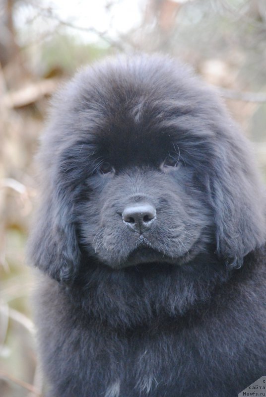 Фото: ньюфаундленд Moya Stihiya Niki De Sen Fal' (Моя Стихия Ники Де Сен Фаль)