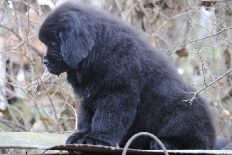 Фото: ньюфаундленд Moya Stihiya Niki De Sen Fal' (Моя Стихия Ники Де Сен Фаль)