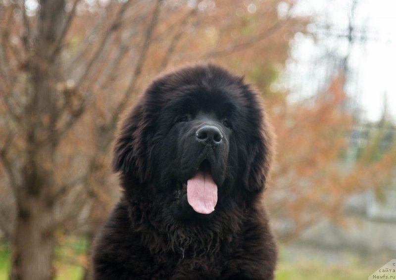 Фото: ньюфаундленд Super Premium Cirius (Супер Премиум Цириус)