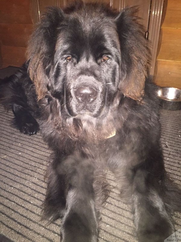 Фото: ньюфаундленд Braunblad MSK Breda Kollin (Браунблад МСК Бреда Коллин)