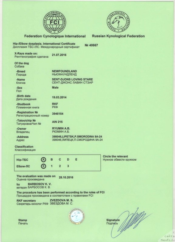 Фото: ньюфаундленд Sent Djons Loving Stare (Сент Джонс Лавин Стэар)