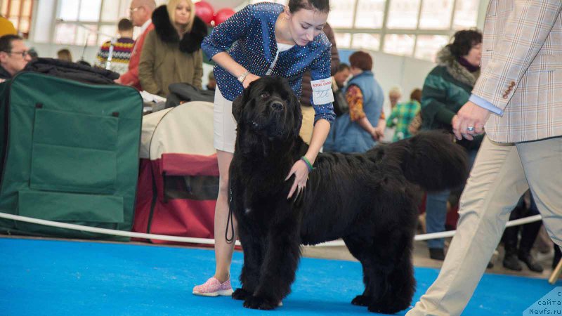 Фото: ньюфаундленд Akvatoriya Kelvin YAvnoe CHudo (Акватория Келвин Явное Чудо)