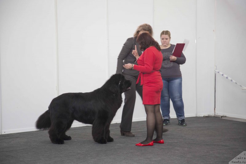 Фото: ньюфаундленд Njufort Shawn Wallmar Triumph (Ньюфорт Шон Волмари Триумф)