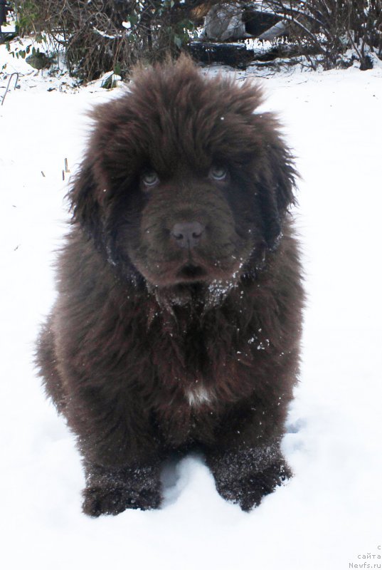 Фото: ньюфаундленд Brownblood MSK Avanti Darling Kid (Браунблад МСК Аванти Дарлинг Кид)
