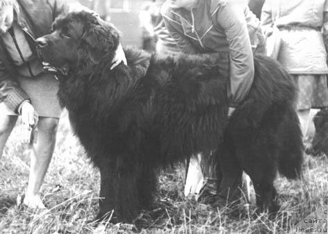 Фото: ньюфаундленд Pontiy-Pilat (Понтий-Пилат)