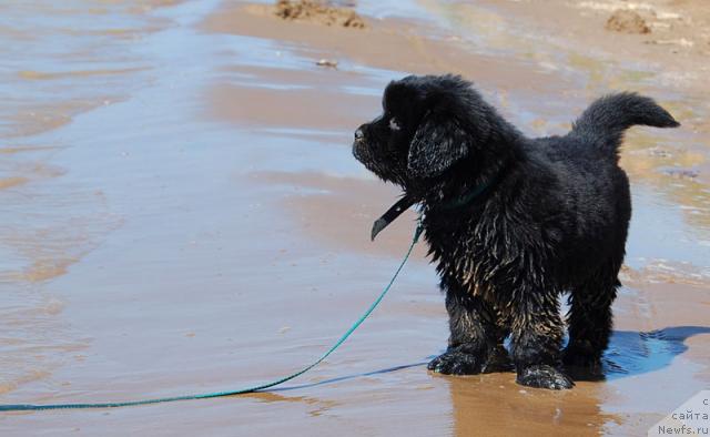 Фото: ньюфаундленд Super Premium Vashington (Супер Премиум Вашингтон)