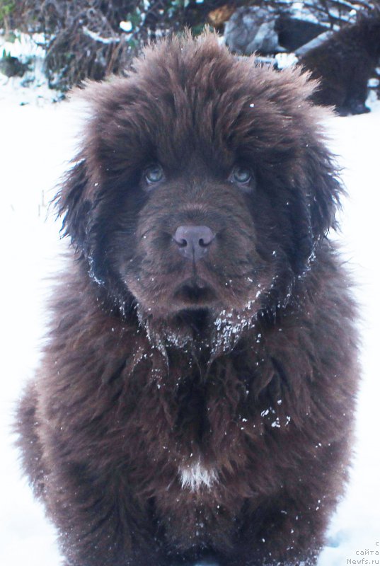 Фото: ньюфаундленд Brownblood MSK Avanti Darling Kid (Браунблад МСК Аванти Дарлинг Кид)
