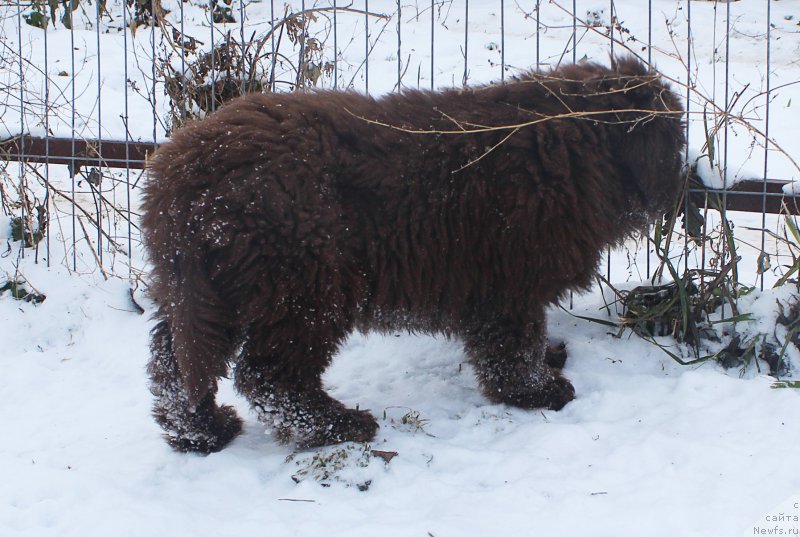 Фото: ньюфаундленд Brownblood MSK Avanti Darling Kid (Браунблад МСК Аванти Дарлинг Кид)