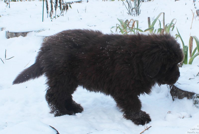 Фото: ньюфаундленд Brownblood MSK Avanti Darling Kid (Браунблад МСК Аванти Дарлинг Кид)