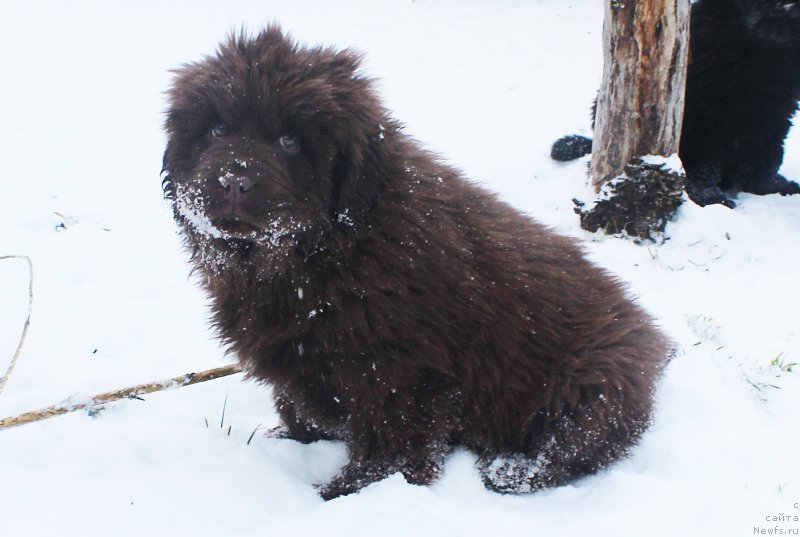Фото: ньюфаундленд Brownblood MSK Avanti Darling Kid (Браунблад МСК Аванти Дарлинг Кид)