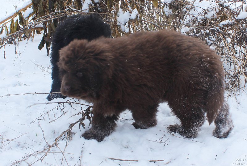 Фото: ньюфаундленд Brownblood MSK Avanti Darling Kid (Браунблад МСК Аванти Дарлинг Кид)