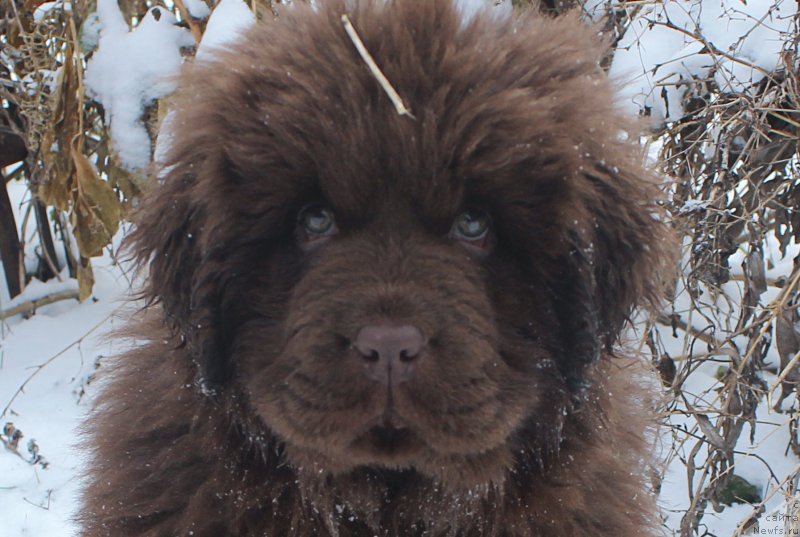 Фото: ньюфаундленд Brownblood MSK Avanti Darling Kid (Браунблад МСК Аванти Дарлинг Кид)