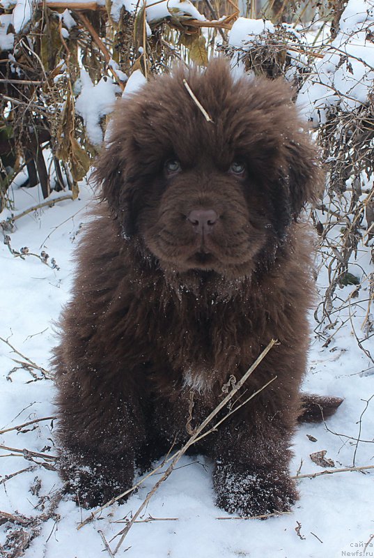 Фото: ньюфаундленд Brownblood MSK Avanti Darling Kid (Браунблад МСК Аванти Дарлинг Кид)