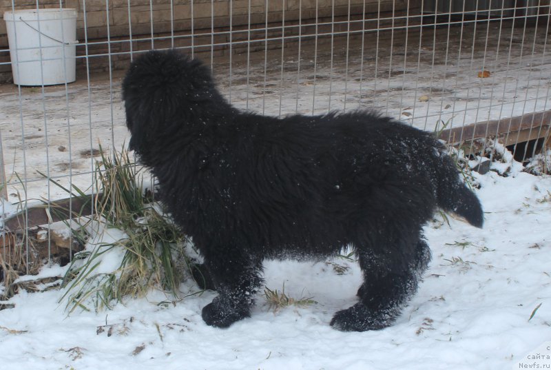 Фото: ньюфаундленд Brownblood MSK Amadey-Defender (Браунблад МСК Амадей-Дефендер)