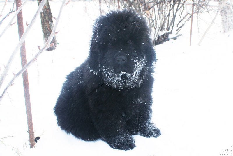 Фото: ньюфаундленд Brownblood MSK Amadey-Defender (Браунблад МСК Амадей-Дефендер)