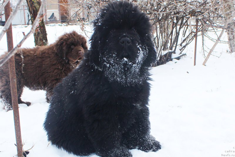 Фото: ньюфаундленд Brownblood MSK Amadey-Defender (Браунблад МСК Амадей-Дефендер)