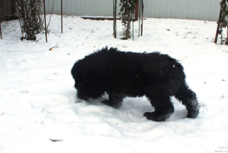 Фото: ньюфаундленд Brownblood MSK Amadey-Defender (Браунблад МСК Амадей-Дефендер)