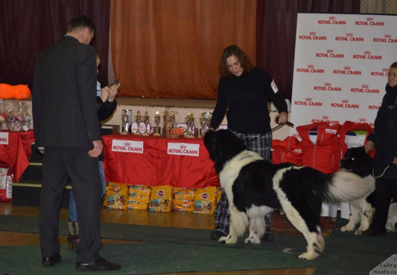 Фото: ньюфаундленд Stepnaya Pal'mira Edinstvennyiy Moy (Степная Пальмира Единственный Мой)