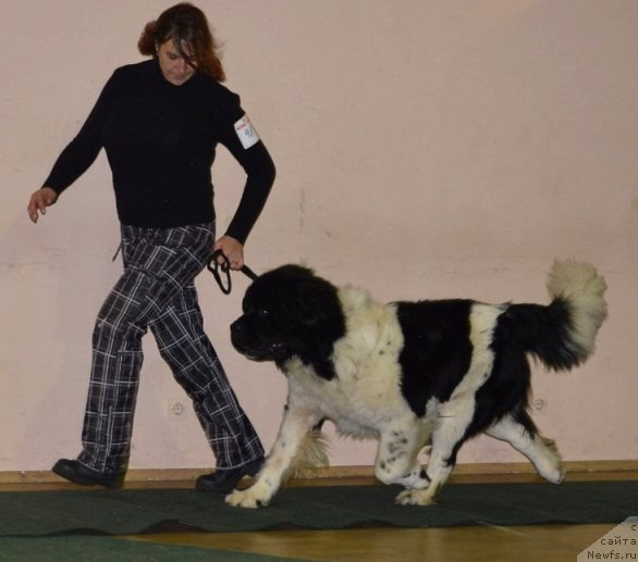 Фото: ньюфаундленд Stepnaya Pal'mira Edinstvennyiy Moy (Степная Пальмира Единственный Мой)