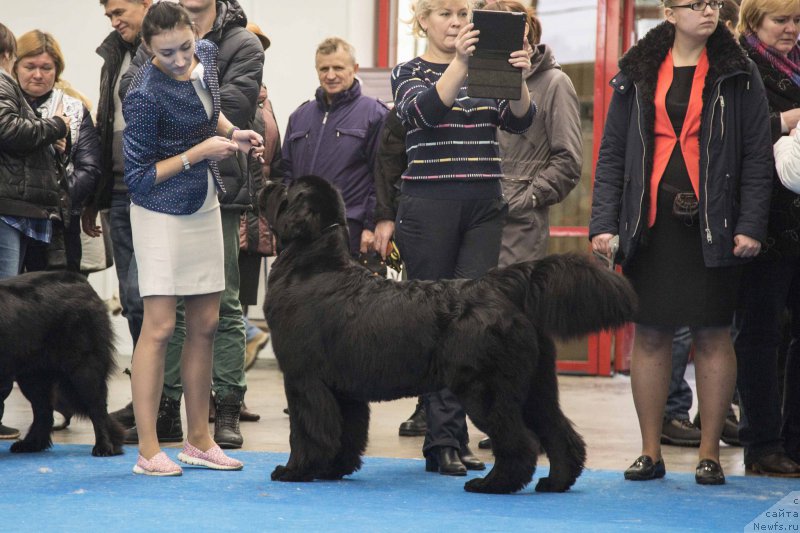 Фото: ньюфаундленд Akvatoriya Kelvin YAvnoe CHudo (Акватория Келвин Явное Чудо)