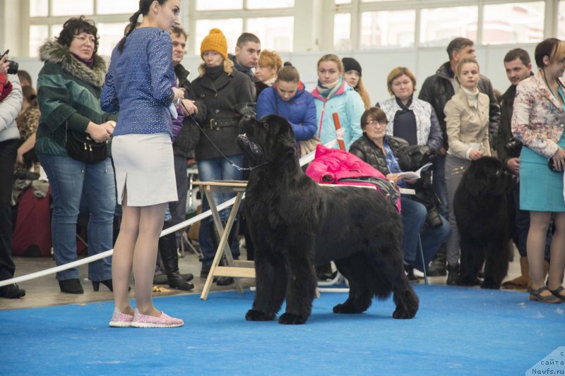 Фото: ньюфаундленд Sent Djons Loving Stare (Сент Джонс Лавин Стэар)