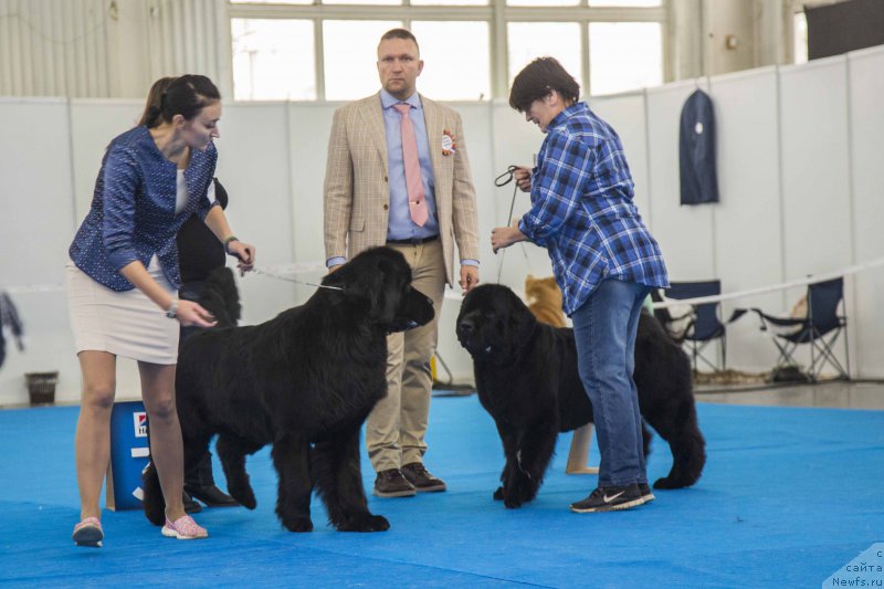 Фото: ньюфаундленд Sent Djons Loving Stare (Сент Джонс Лавин Стэар), ньюфаундленд Akvatoriya Kelvin YAvnoe CHudo (Акватория Келвин Явное Чудо)