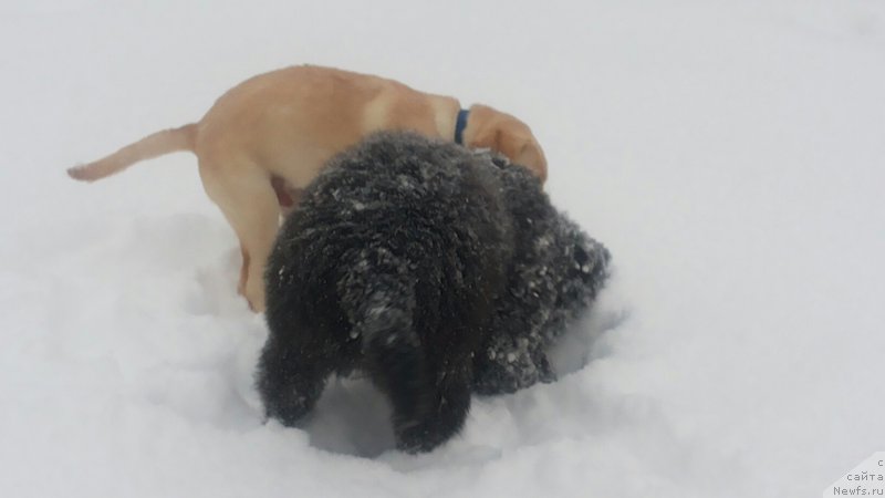 Фото: ньюфаундленд Moya Stihiya Mustang (Моя Стихия Мустанг)