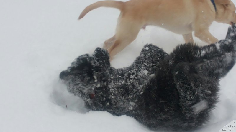 Фото: ньюфаундленд Moya Stihiya Mustang (Моя Стихия Мустанг)