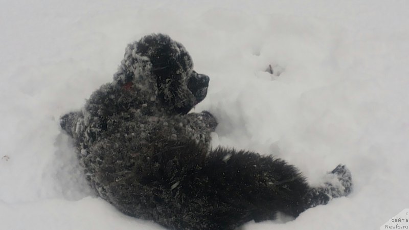 Фото: ньюфаундленд Moya Stihiya Mustang (Моя Стихия Мустанг)