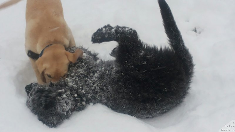 Фото: ньюфаундленд Moya Stihiya Mustang (Моя Стихия Мустанг)